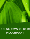 DC Indoor plant